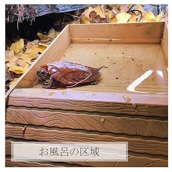 爬虫類飼育セット陸亀用 爬虫類飼育セット陸亀用